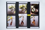 (PHOTO) 259 074 Clothier