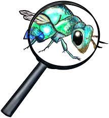Little Things Insects The little things that run the world | South Australian Science ...