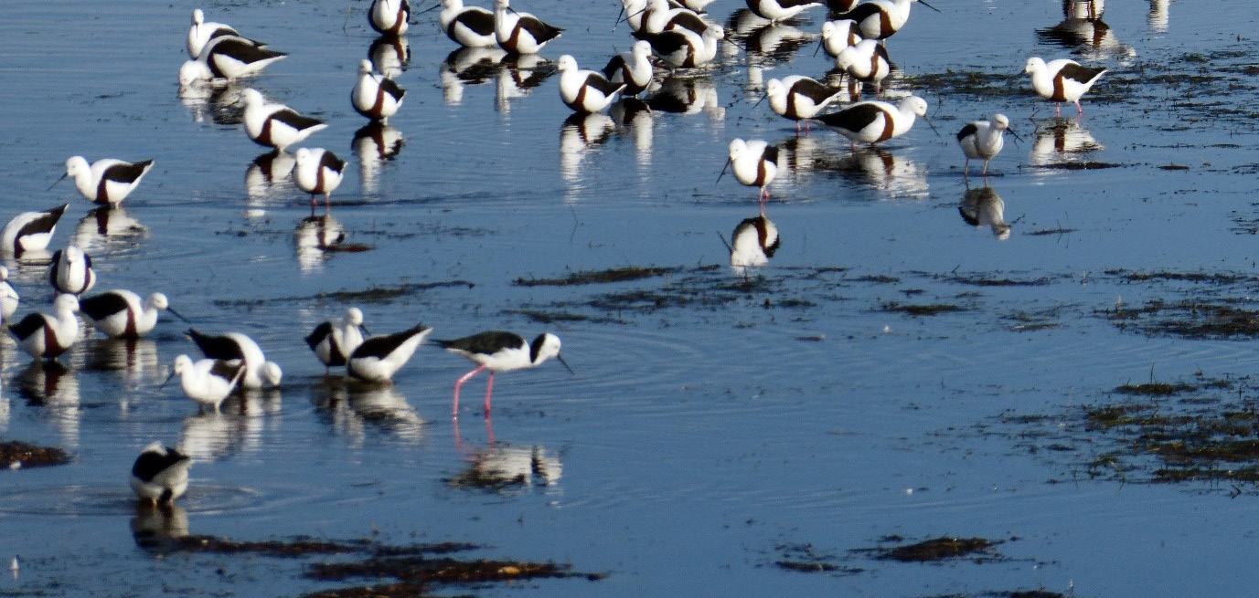 The Adelaide International Bird Sanctuary Bringing birds and